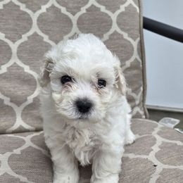 Pink - White female Bichon Frise puppy in Freehold, New Jersey from Michael & Nataliya's Pups