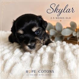 Skylar - Tri-color female Coton de Tulear puppy in Freeport, Texas from H❤️PE COTONS