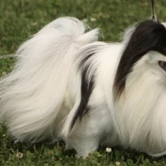 Japanese Chins from Willowood Dog Kennel