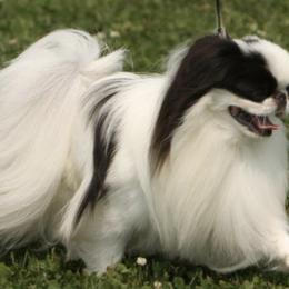 Japanese Chins from Willowood Dog Kennel