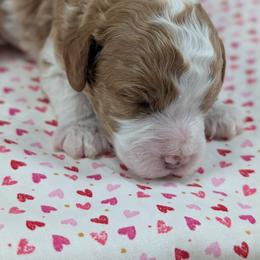 Boy 2 - Blenheim male Cavapoo puppy in Mapleton, Illinois from Gardner Lane Puppies