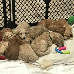 Goldendoodle Puppies from Da Ruba Doodles