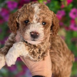 Savage Light Blue - Red  male Goldendoodle puppy in Vernon, Texas from Sugarland's Texas Goldendoodles