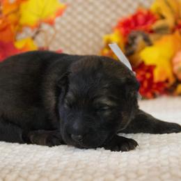 German Shepherd Puppies from Journey's German Shepherds (Kennel Vom Himmel)