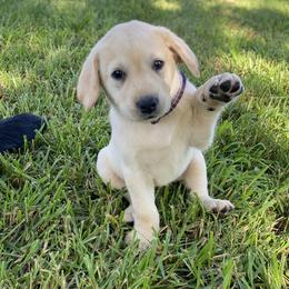 Purple collar - Yellow Labrador Retriever puppy in Mansfield, Missouri from Labradors of Moxley Meadow