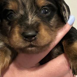 Dachshund Puppies from Brittany Thompson