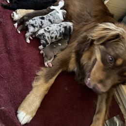 Australian Shepherd Puppies from South Dakota Creekside Australian Shepherds