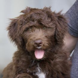 Nala - Brown and white female Aussiedoodle puppy in Churchville, New York from Bluebird Family Farm