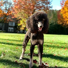 Alley - Poodle