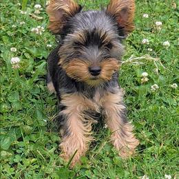 Mina - Black and gold female Yorkshire Terrier puppy in East Alton, Illinois from Yorkies of the Shire