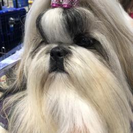 Josie - Shih Tzu