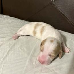 Red - Piebald male Dachshund puppy in Brooksville, Florida from Dip N Doxies