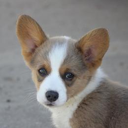 American Corgi, French Bulldog, and Pembroke Welsh Corgi Puppies from Moonstone Corgis & Frenchies