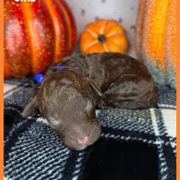 Lucy - Chocolate female Goldendoodle puppy in Hobbs, New Mexico from Penny Doodles