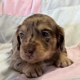 Aladdin - Dapple male Dachshund puppy in Griffin, Georgia from Always Trippin' Doxie Life