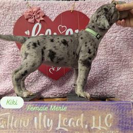 Kiki - Merle female Great Dane puppy in Brooksville, Florida from Follow My Lead Great Danes