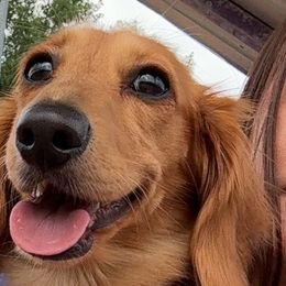 Dachshunds from Darci Wade