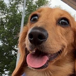 Dachshunds from Darci Wade