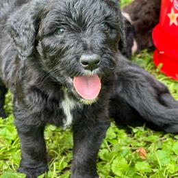 Coal - Black phantom male Aussiedoodle puppy in Churchville, New York from Bluebird Family Farm