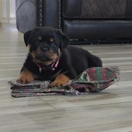 Pink girl - Black and mahogany female Rottweiler puppy in Lake City, Florida from Haus Der Wut Kennels