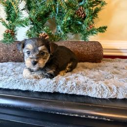 Tara - Black and tan female Yorkipoo puppy in Henderson, North Carolina from Dorans Danes and Doodles