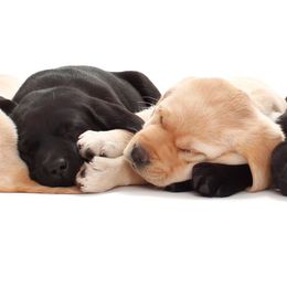 Labrador Retrievers from Stonewall Labradors