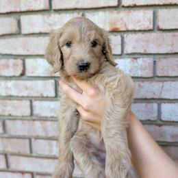 Purple - Apricot female Goldendoodle puppy in Prattville, Alabama from Jericho Junction Doodles and Poodles