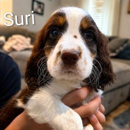 Suri - Liver white and tan female English Springer Spaniel puppy in Fort White, Florida from Thunderbird Springers