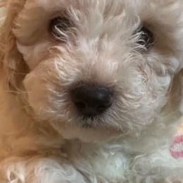 Cavapoos and Maltipoos from Cocka-Doodle-Poo
