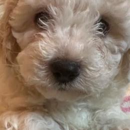 Cavapoos and Maltipoos from Cocka-Doodle-Poo