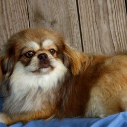 Pekingese and Shih Tzus from PDF Kennels