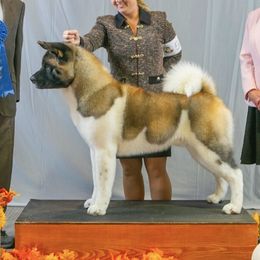 Akita from Kicho Na Akitas