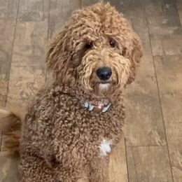 Daisy - Goldendoodle
