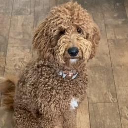 Daisy - Goldendoodle