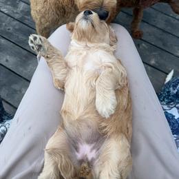 Girl 1 - Gold female Australian Cobberdog puppy in Dover Foxcroft, Maine from Faberge Australian Cobberdog