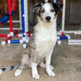 Border Collie All Grown Up from Eastwillow Border Collies