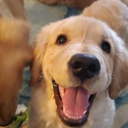 Golden Retriever Puppies from Merrimac's Golden Retrievers
