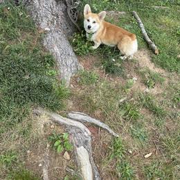 Pembroke Welsh Corgi Puppies from Music City Pembroke Corgis
