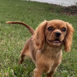 Cavalier King Charles Spaniel Puppies from Reynolds Farms Cavaliers