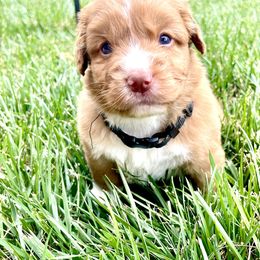 Ash - Red male Nova Scotia Duck Tolling Retriever puppy in Topeka, Kansas from Juniper Tollers
