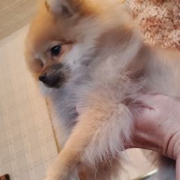 "Female : Cadbury 16 Dec 2023" Pomeranian Puppies from Fancy Paws Pomeranian