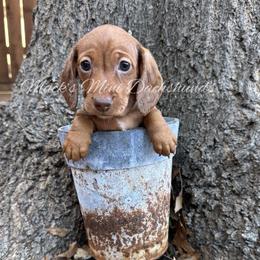 Louisiana (Lulu) - Red female Dachshund puppy in Frisco, Texas from Macks Mini Dachshunds