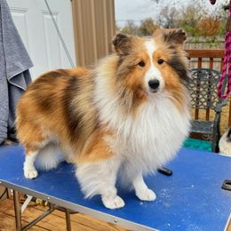 Reba - Shetland Sheepdog