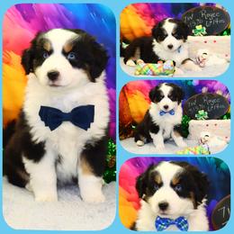 Rolls Royce - Black tri male Toy Australian Shepherd puppy in Levelland, Texas from Once Upon a Time Aussies