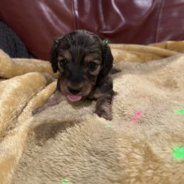 Dachshund puppies from House of Dachshunds Texas