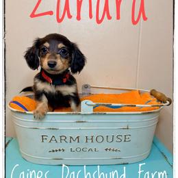 Zahara - Blue and cream female Dachshund puppy in Cincinnati, Ohio from Caines Dachshund Farm