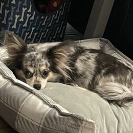 Willow - Chihuahua