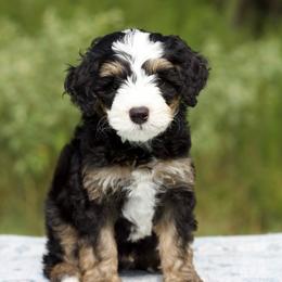 Briar - Tri-color male Bernedoodle puppy in Choudrant, Louisiana from Boxwood Doodles