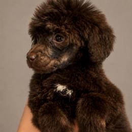 Brioche - Brown female Poodle puppy in Grovetown, Georgia from PND Kennel
