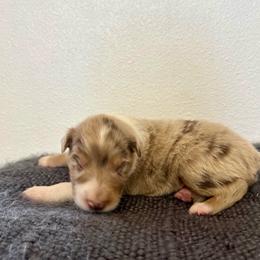 Bode - Red merle male Australian Shepherd puppy in Preston, Idaho from KC Bar Ranch Aussies